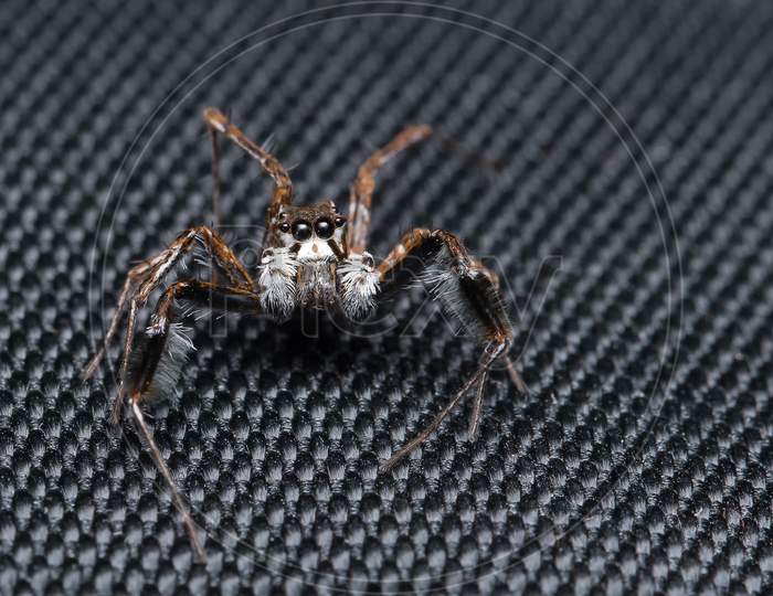 Straight Stare Of Portia Fimbriata Jumping Spider , Family Salticidae