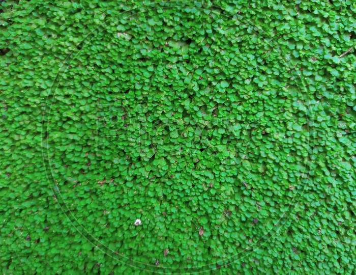 Top View Green Moss For Background Texture Close Up
