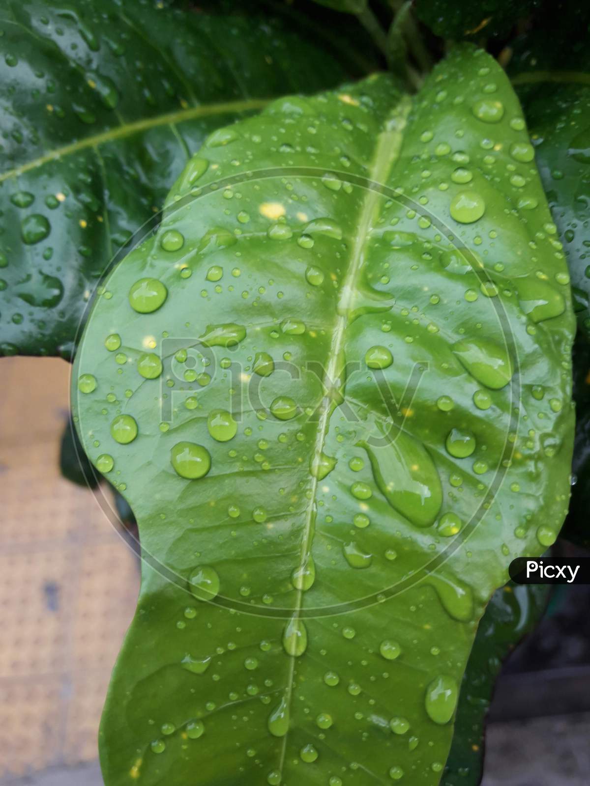 Water drop on a green leaf
