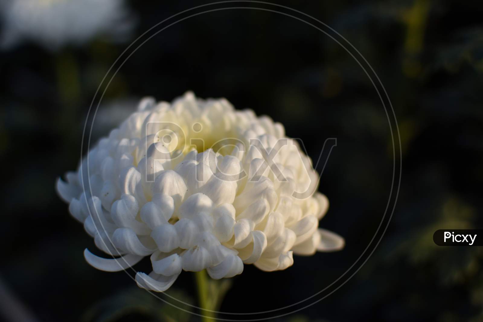 Close Up Shot Of Yellow Dotted White Colored Chrysanthemum (Chandramallika) Flowers As Backgrounds. Selective Focus.