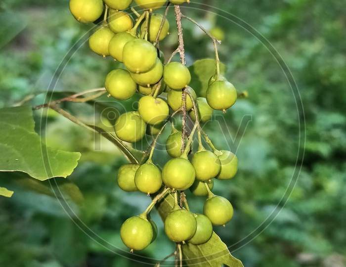 A Wild Fruit Wrapped Around A Vine Closeup Photography
