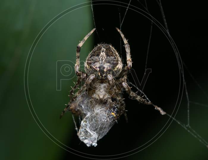 Closeup Of An Orb Weaver Spider (Neoscona Mukherjee) Araneidae Feeding On Other Insect