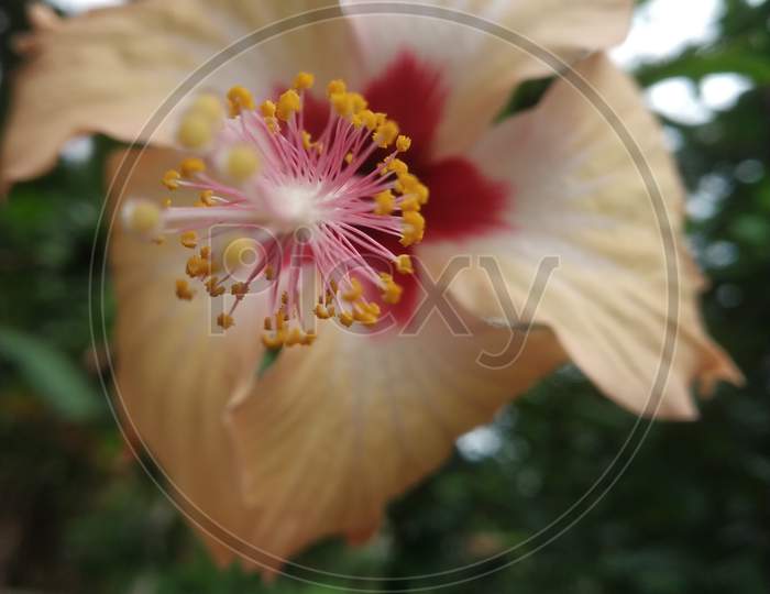 A beautiful flower known as mandarfool
