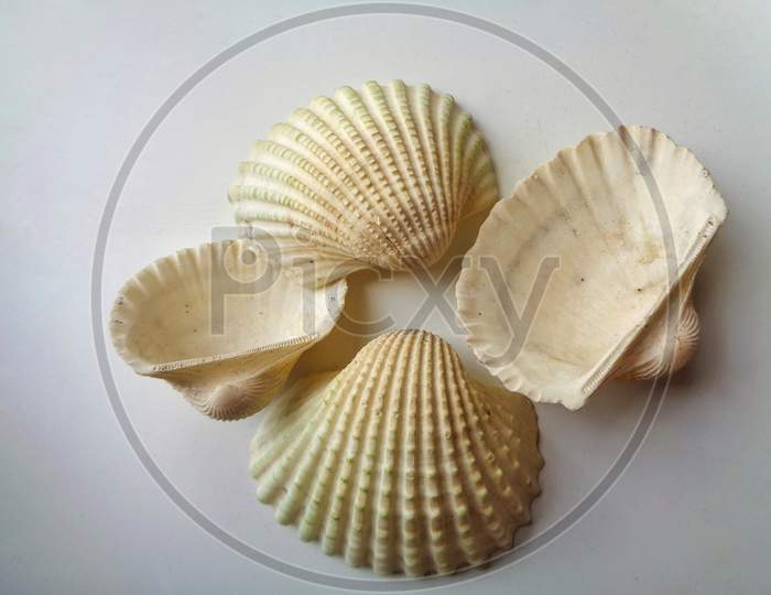 Close up shot of Sea shells isolated on white background