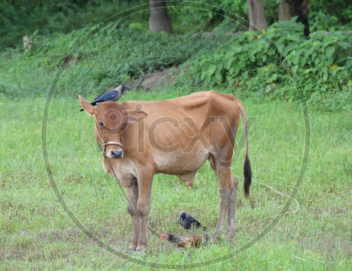 Picture Of A Crow Sitting On A Cow At A Village Farm.