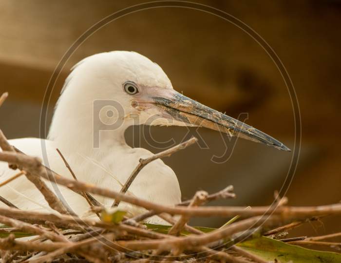Little Egret, Egretta Garzetta, head shot in nest