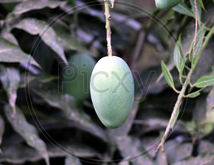 Fresh Green Mango Hanging On Mango Tree