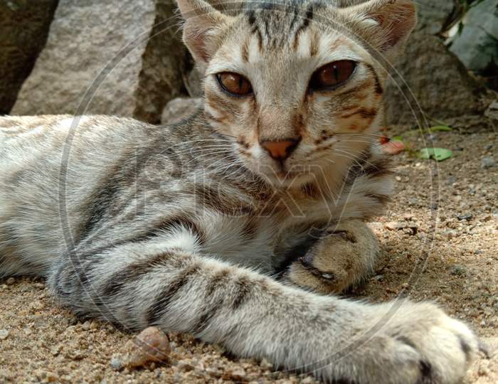 Tiger cat