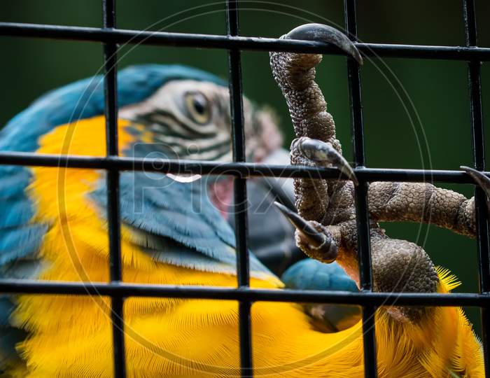 A Parrot Trapped In A Cage, Hanging By Holding With Its Claw