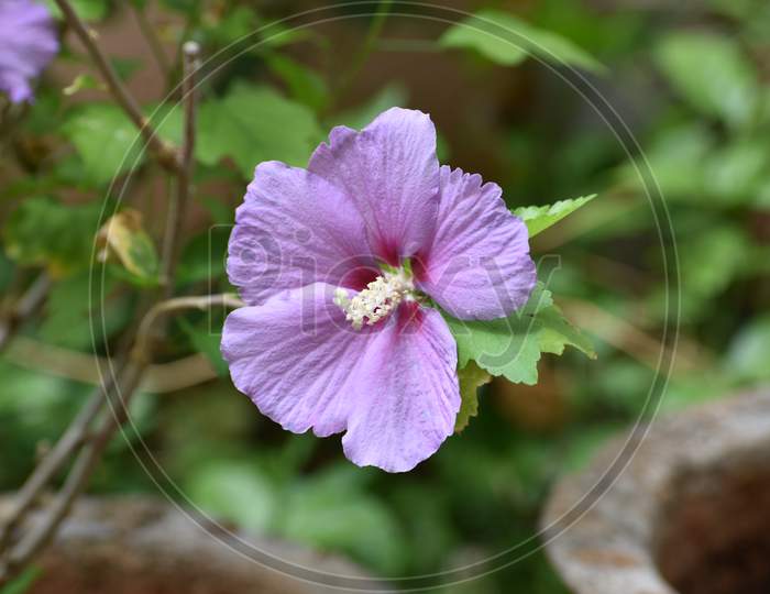 violet hibiscus