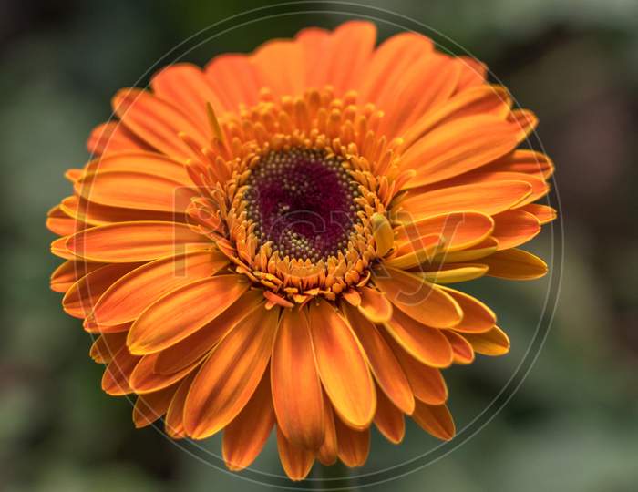 Gerbera Daisies (Gerbera Jamesonii) Are Commonly Grown For Their Bright And Cheerful Daisy-Like Flowers