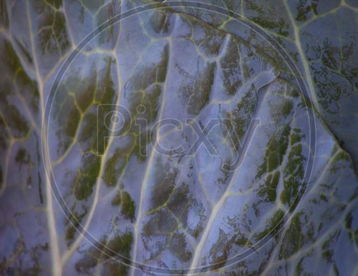 A Fresh Ripe Cabbage Leaf. Close Up Macro