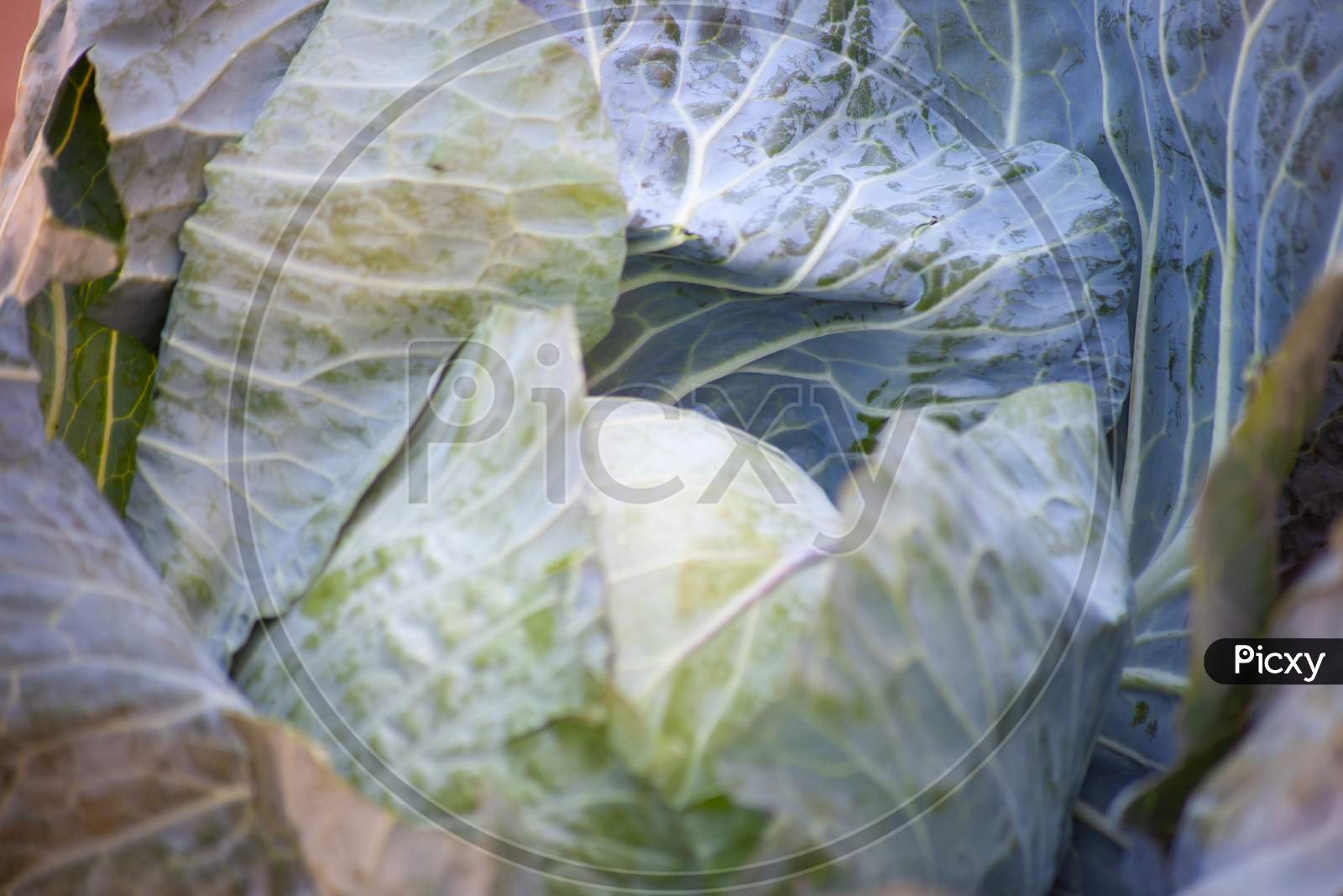 A Fresh Ripe Cabbage Head. Close Up Macro