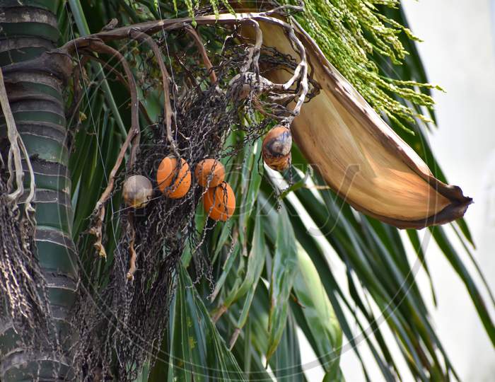 Areca Nut Or Betel Nut Flower And Fruit On The Tree. The Areca Nut Is The Seed Of The Areca Palm (Areca Catechu), Which Grows In Much Of The Tropical Pacific.