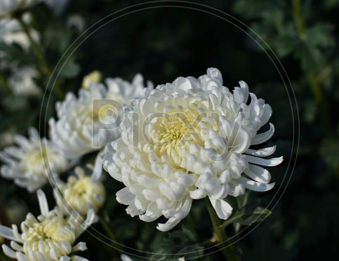 Close Up Shot Of Yellow Dotted White Colored Chrysanthemum (Chandramallika) Flowers As Backgrounds. Selective Focus.