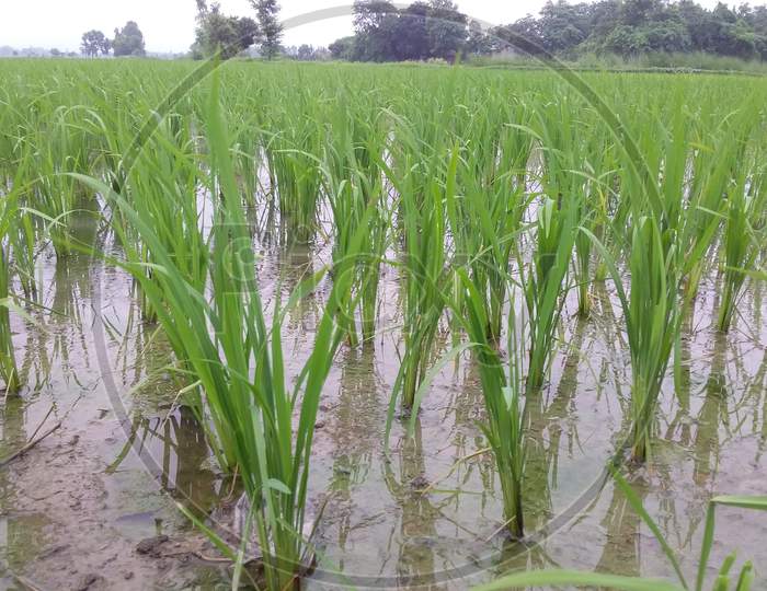 Paddy rice fields in the morning of agriculture cultivation.