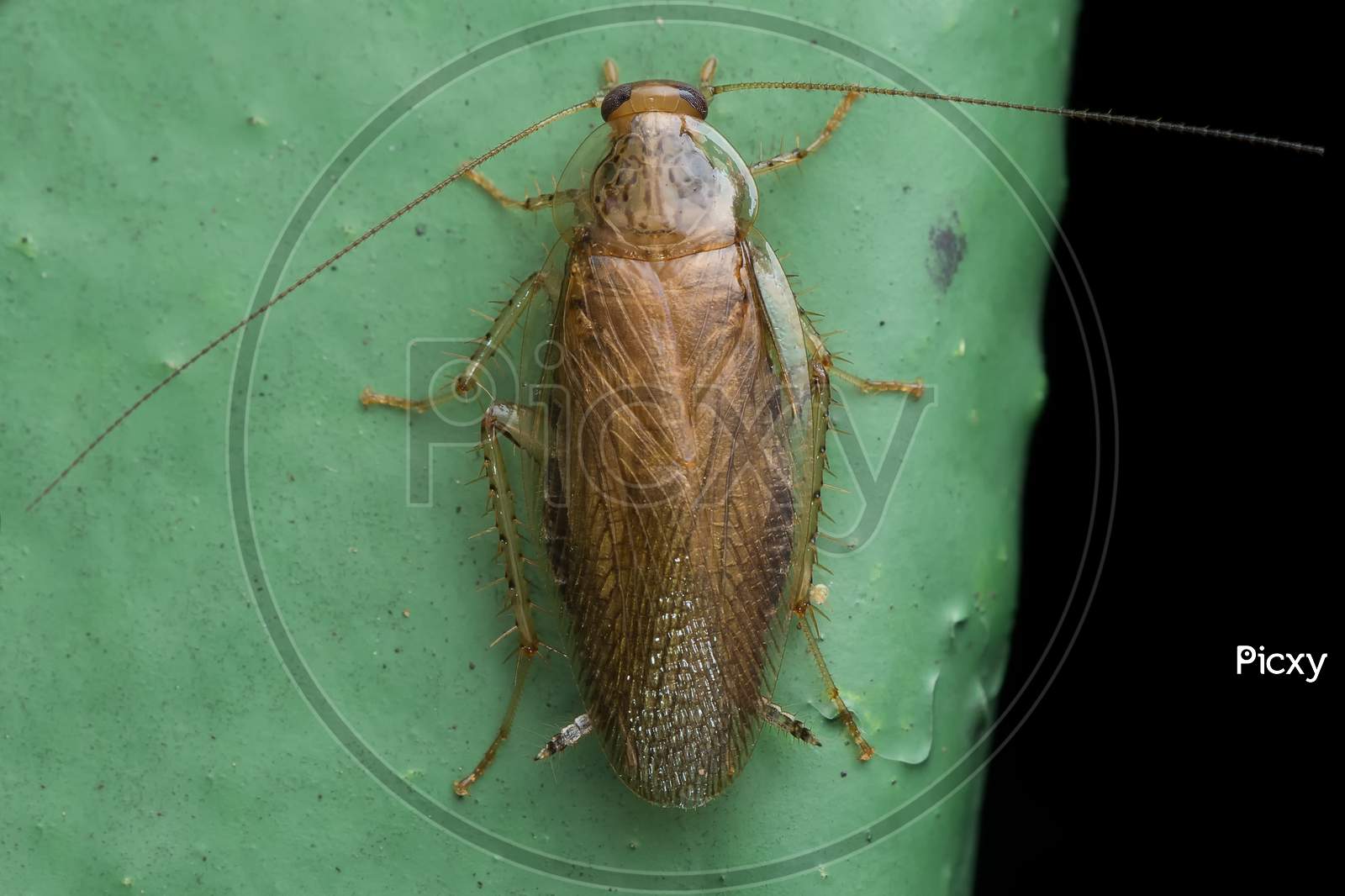 German Cockroach (Blattella Germanica) Ectobidae