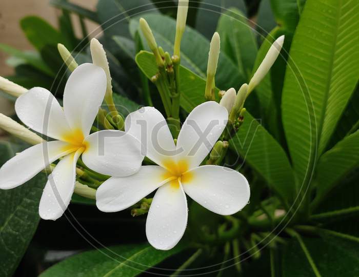 Plumeria alba flower