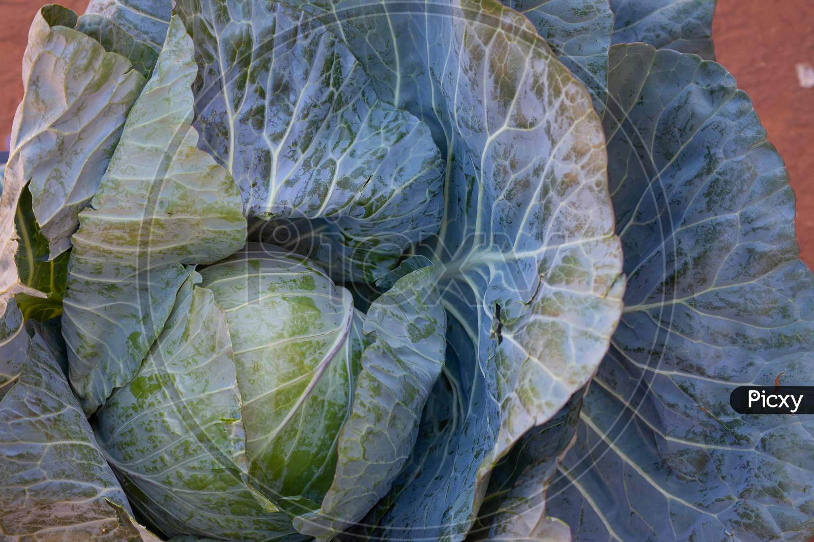 A Fresh Ripe Cabbage Head