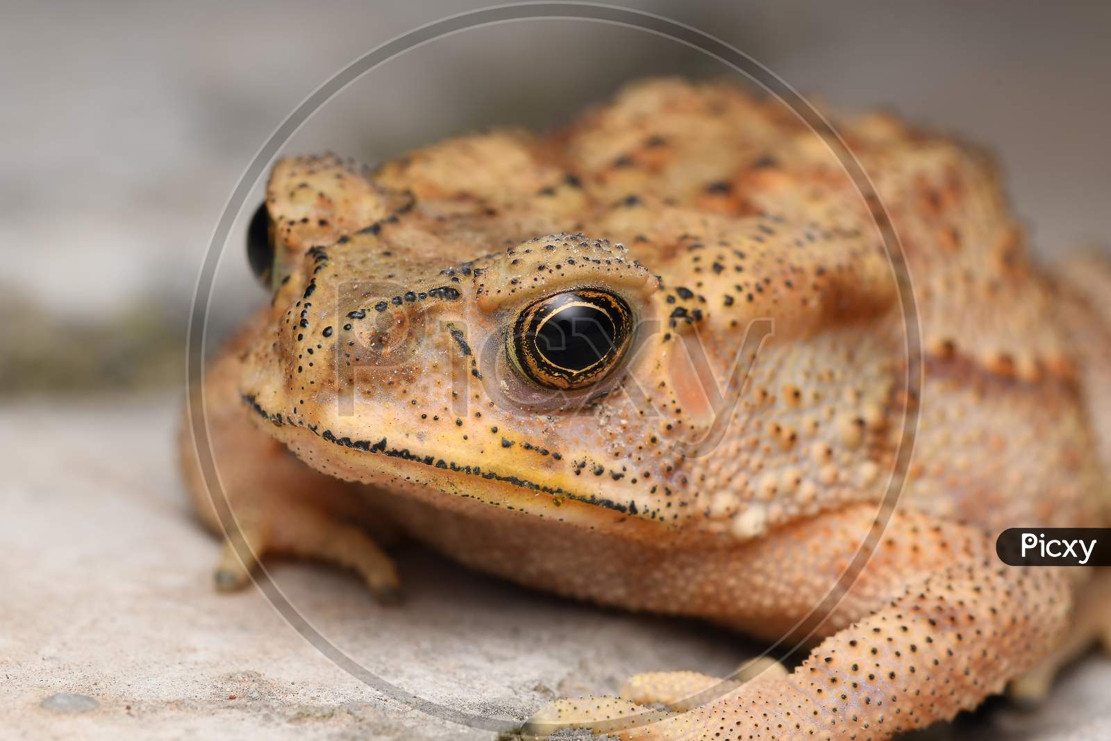 Golden Eyes Of Indian Common Toad (Duttaphrynus Melanostrictus))