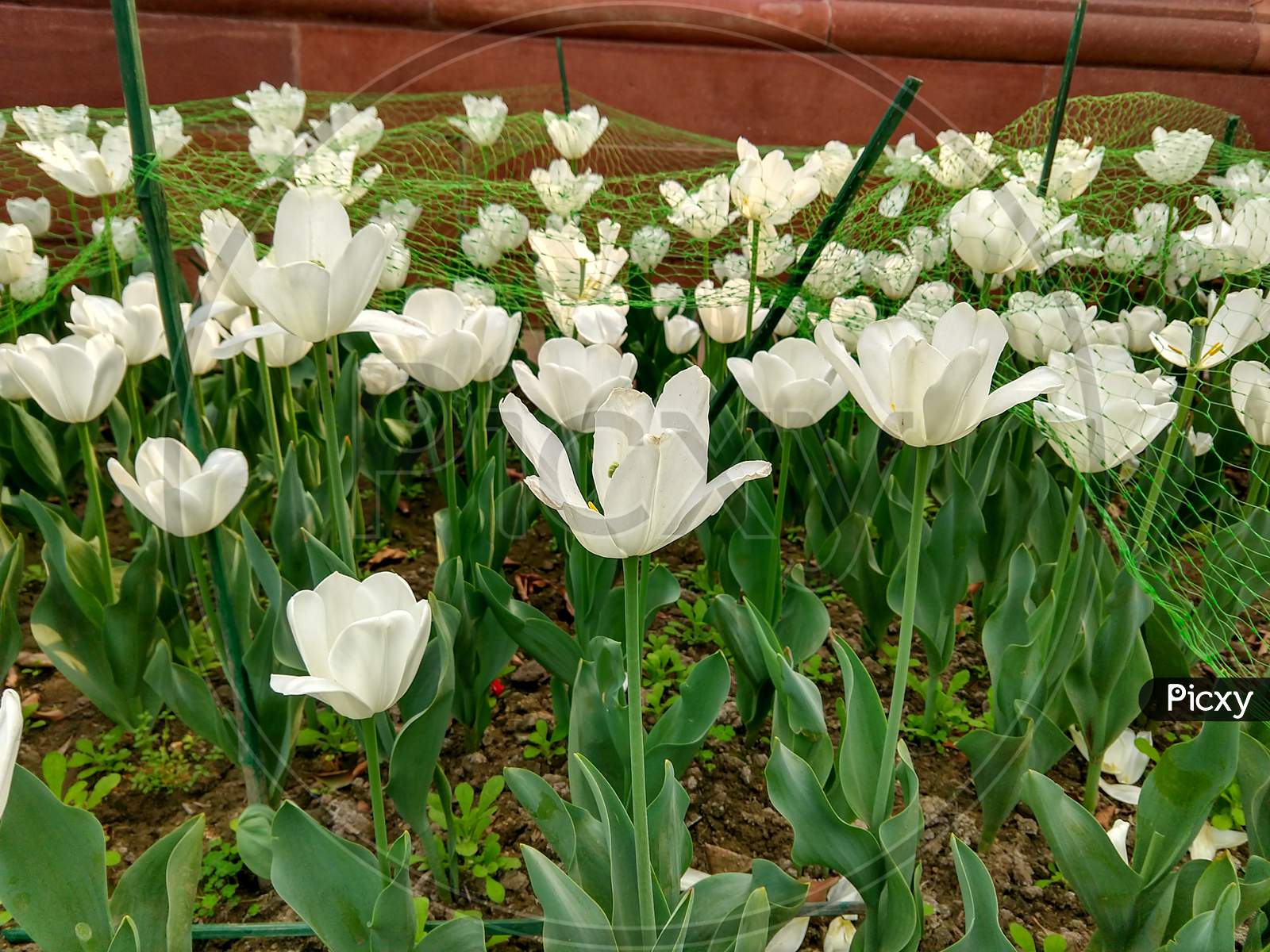 Many White Colored Tulip Flowers In A Garden