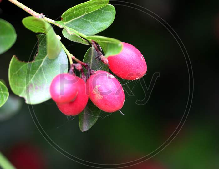 Red Gooseberry Hanging On A Tree Closeup