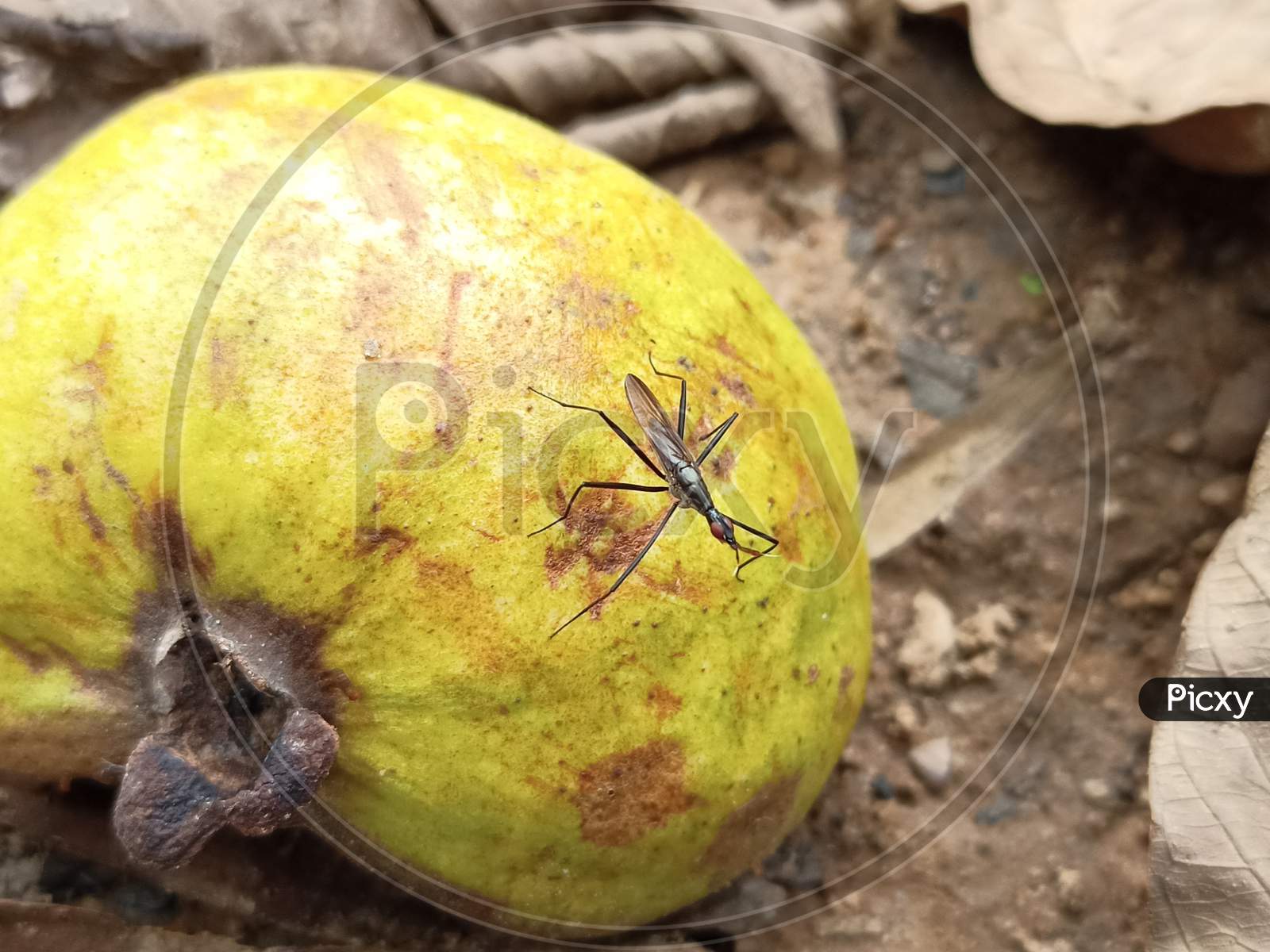 Fruit Flies Feeding On Damaged Guava Fruit