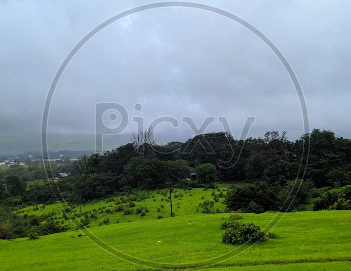 Landscape photography of trees and grass