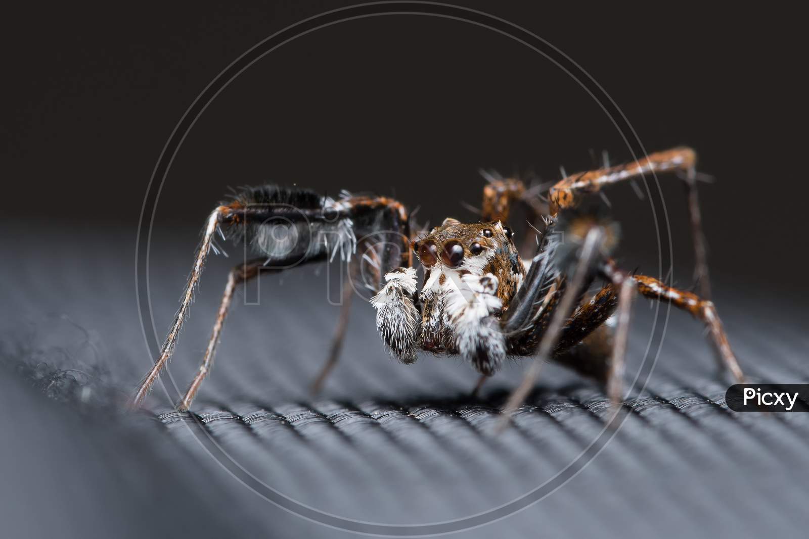 Jumping Spider (Portia Fimbriata) Looking Left
