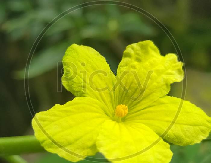 Close up beauty of yellow flower