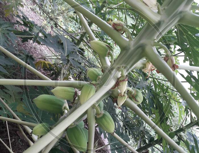 Papaya tree with papaya