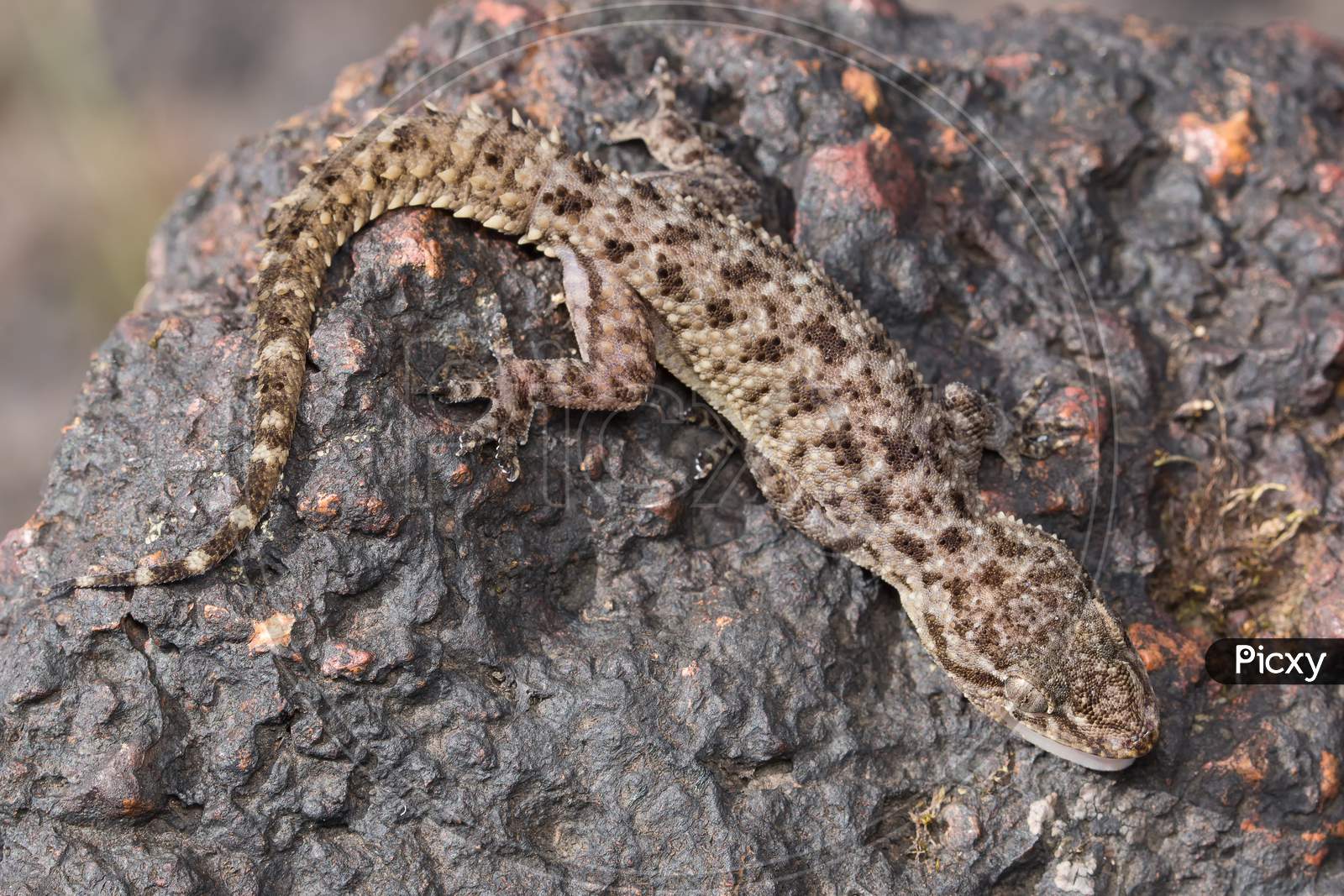 Dorsal Of Hemidectylus Satarensis Gecko