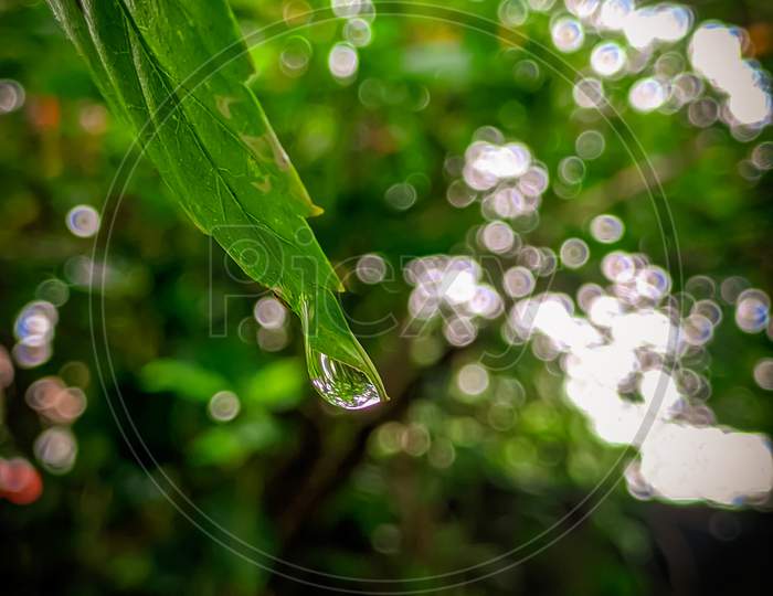 Dew drop in the edge of a leaf