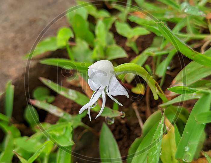 Habenaria dentata flower