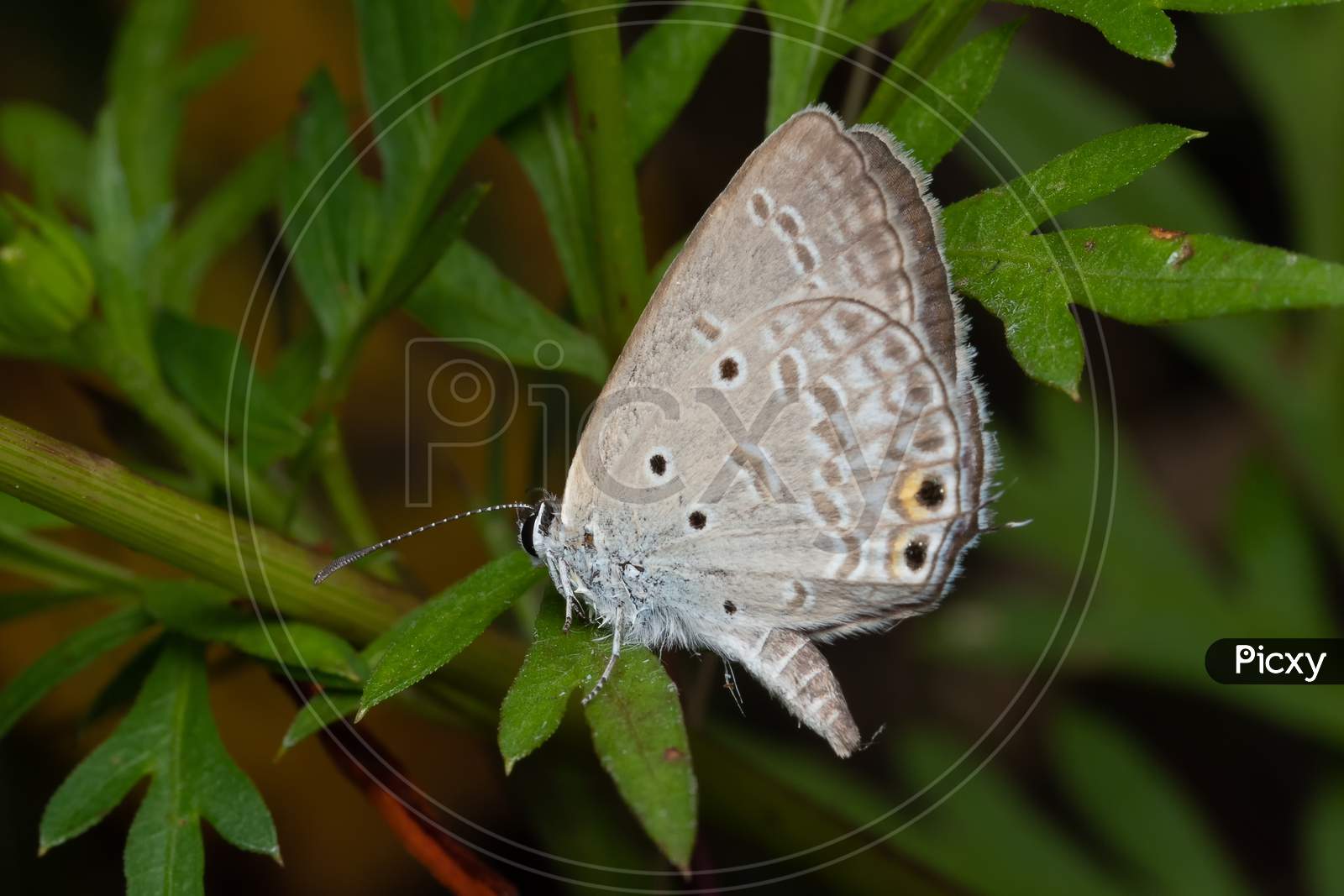 Oriental Gram Blue Butterfly (Euchrysops Cnejus Cnejus) Sitting On A Plant