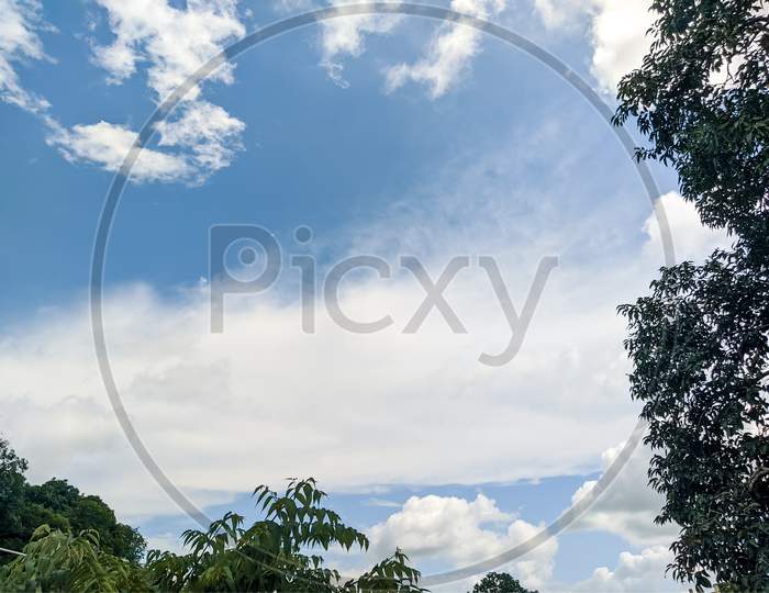 Sky and tree branches