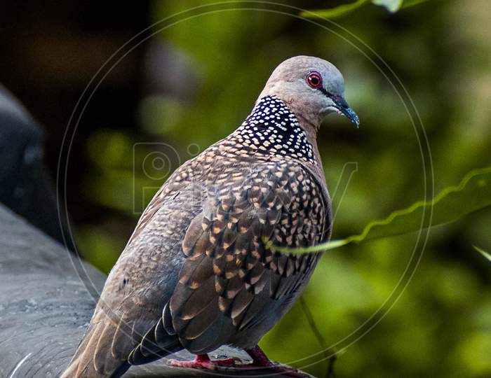 The Spotted Dove (Spilopelia Chinensis) Is A Small And Somewhat Long-Tailed Pigeon That Is A Common Resident Breeding Bird Across Its Native Range On The Indian Subcontinent And Southeast Asia.