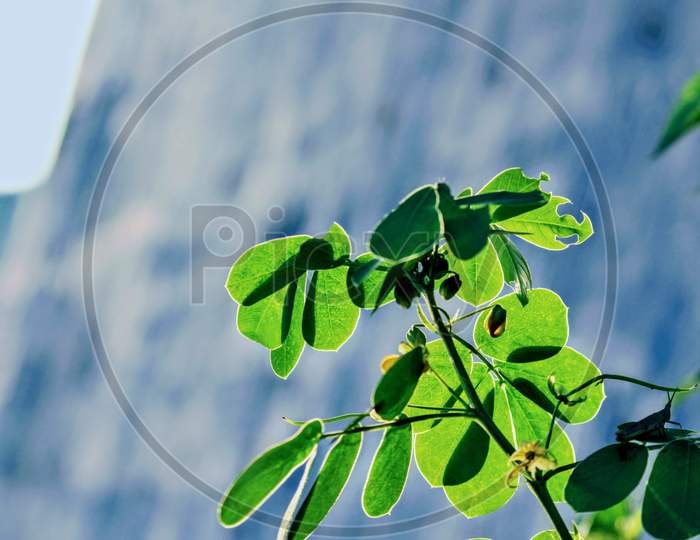 Green leafs with blue sky