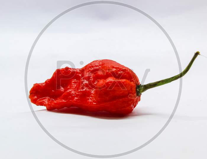 Hottest chilli