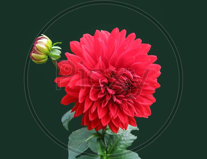 Red flower with little petal