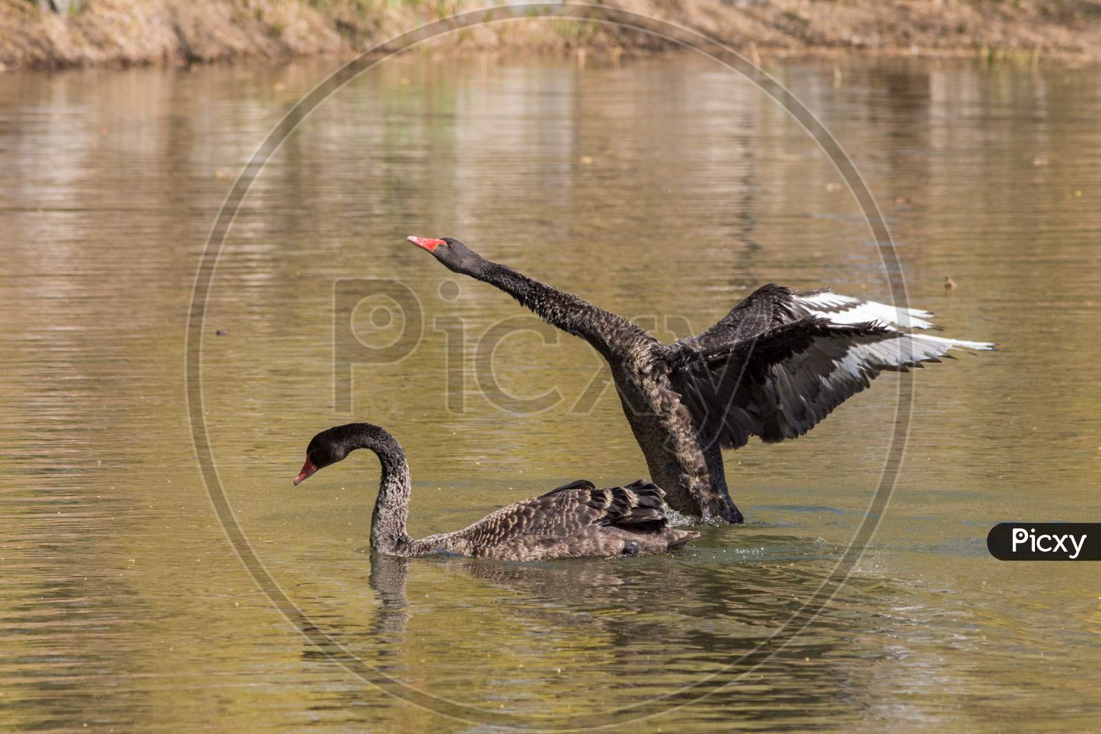 Black Swans Swimming In The Lake