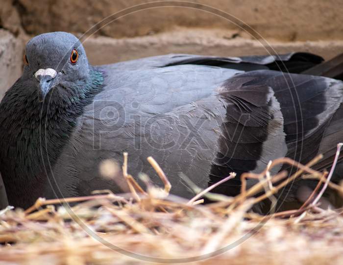 Pigeon Sitting In Nest Incubating Her Egg