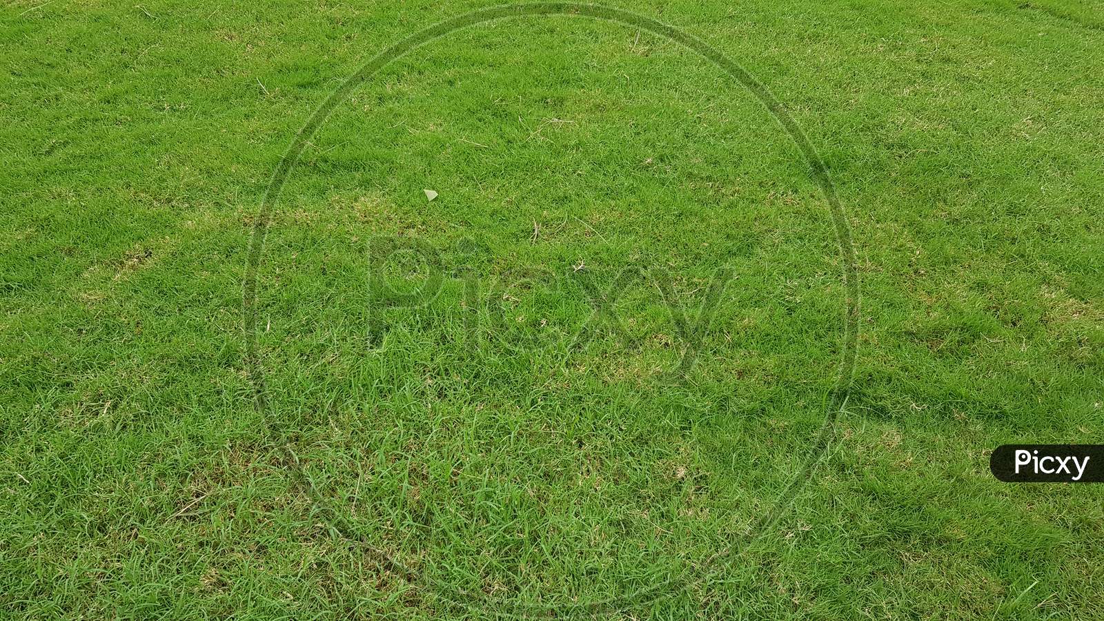 Green grass pattern and texture for background