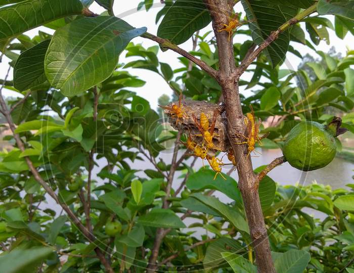 The wasp is living in a nest on the branch of the guava tree.