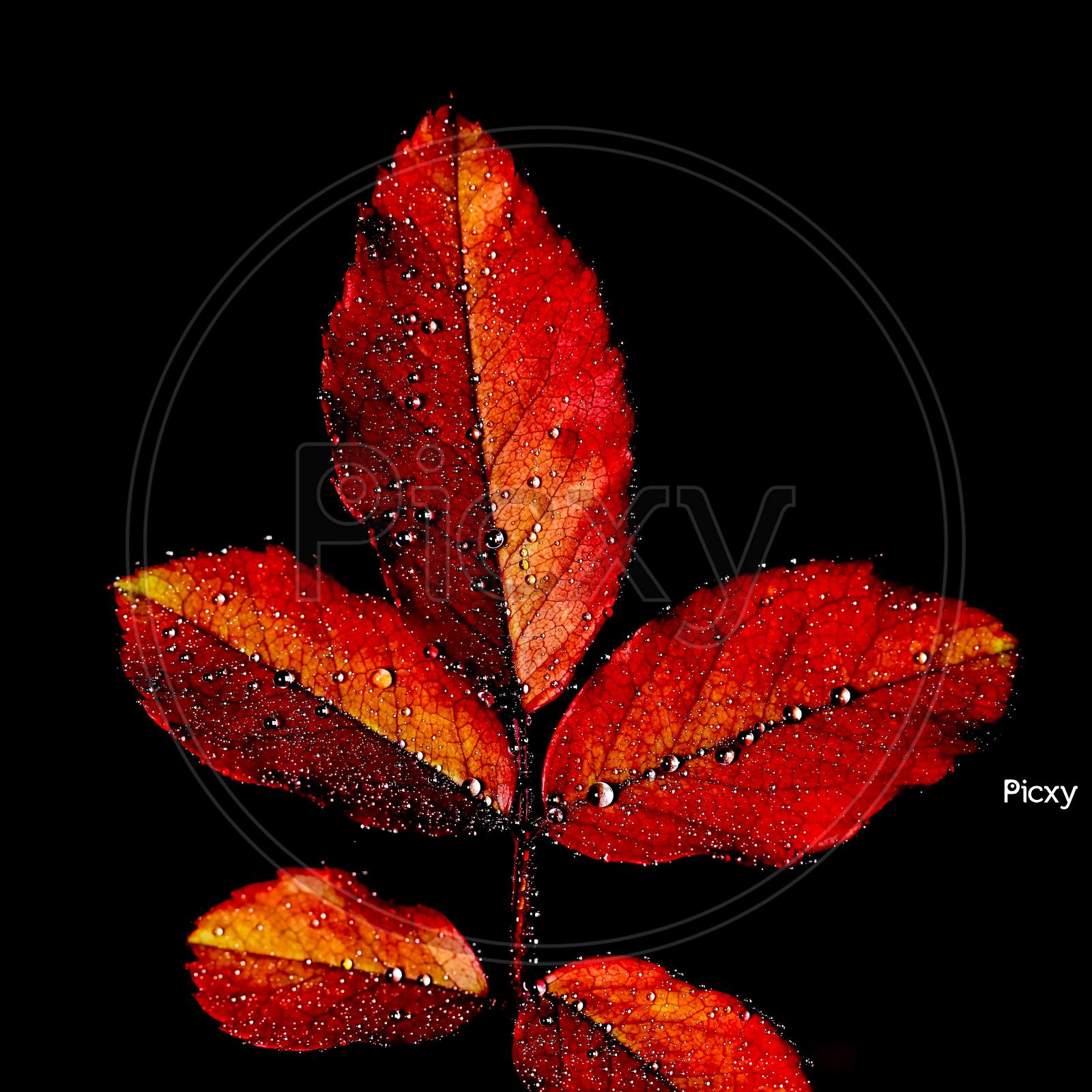 abstract image of red and green leaves with water drops