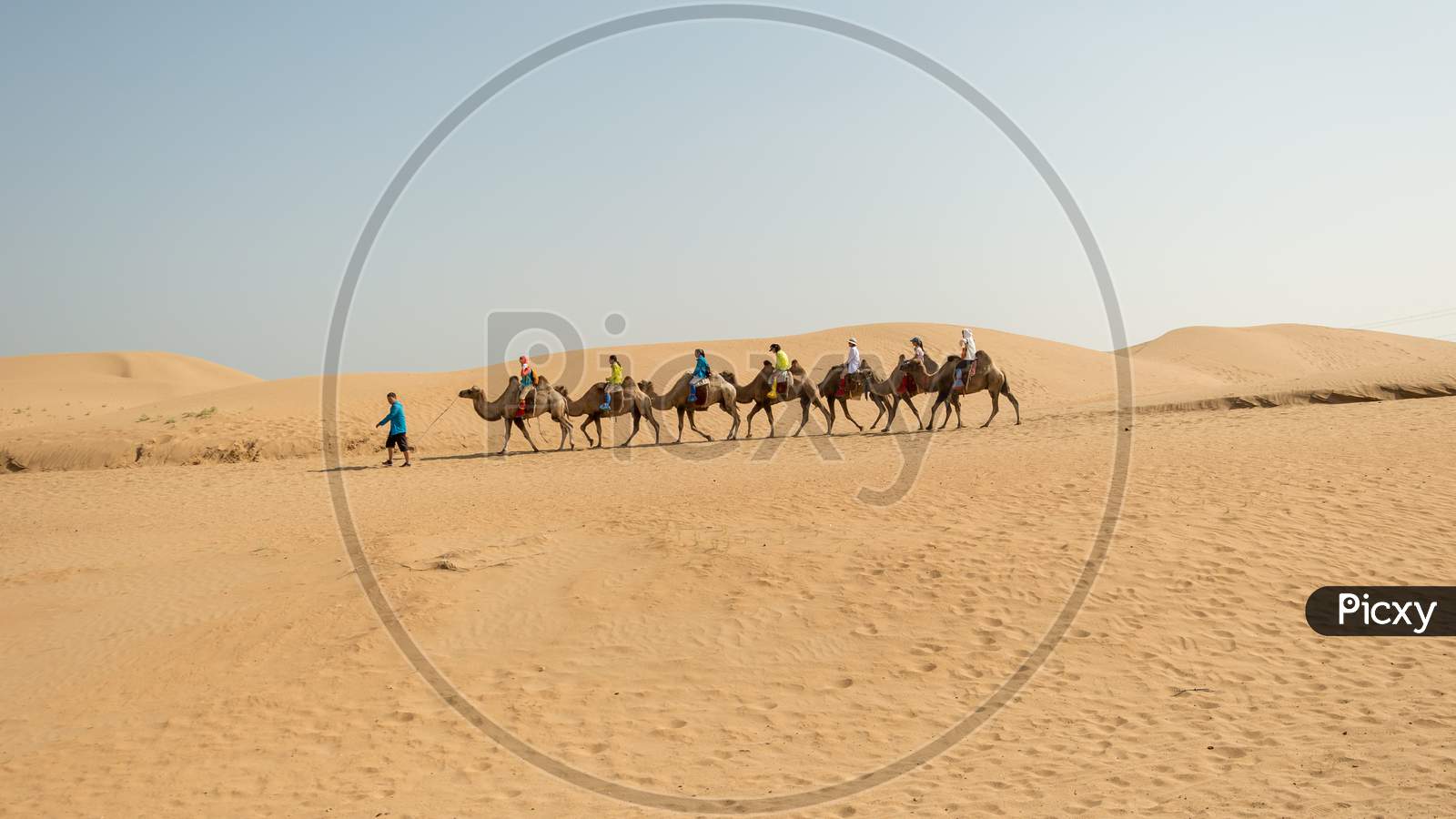 Guide Taking Tourists On Two-Humped Bactrian Camels In Kubuqi Desert In Northern China