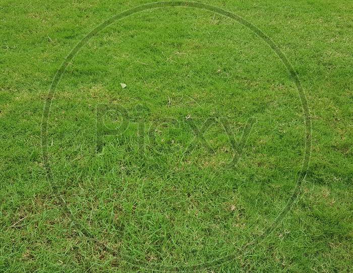 Green grass pattern and texture for background