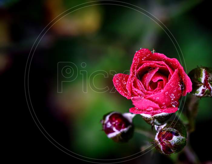 image of red rose with dark background