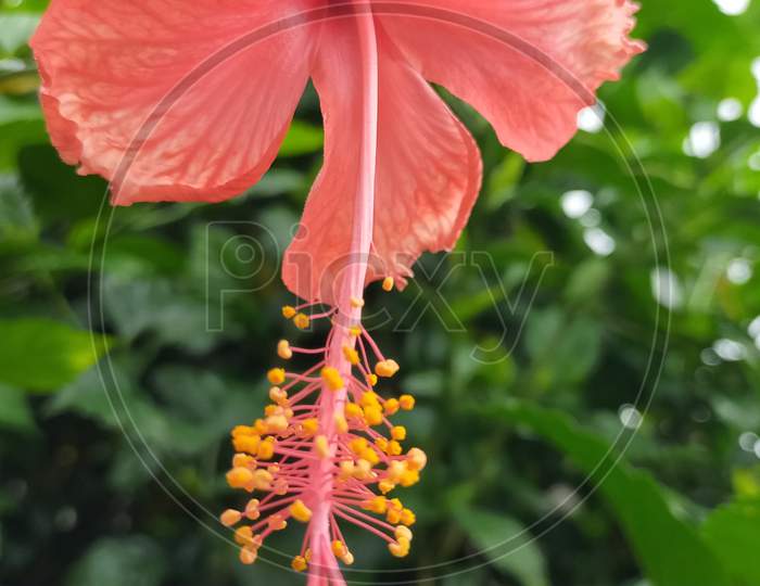 Close up photography of hibiscus flower