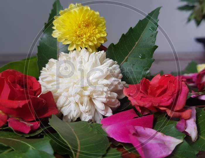 Image of white coloured chamanthi flowers in india-PN926916-Picxy